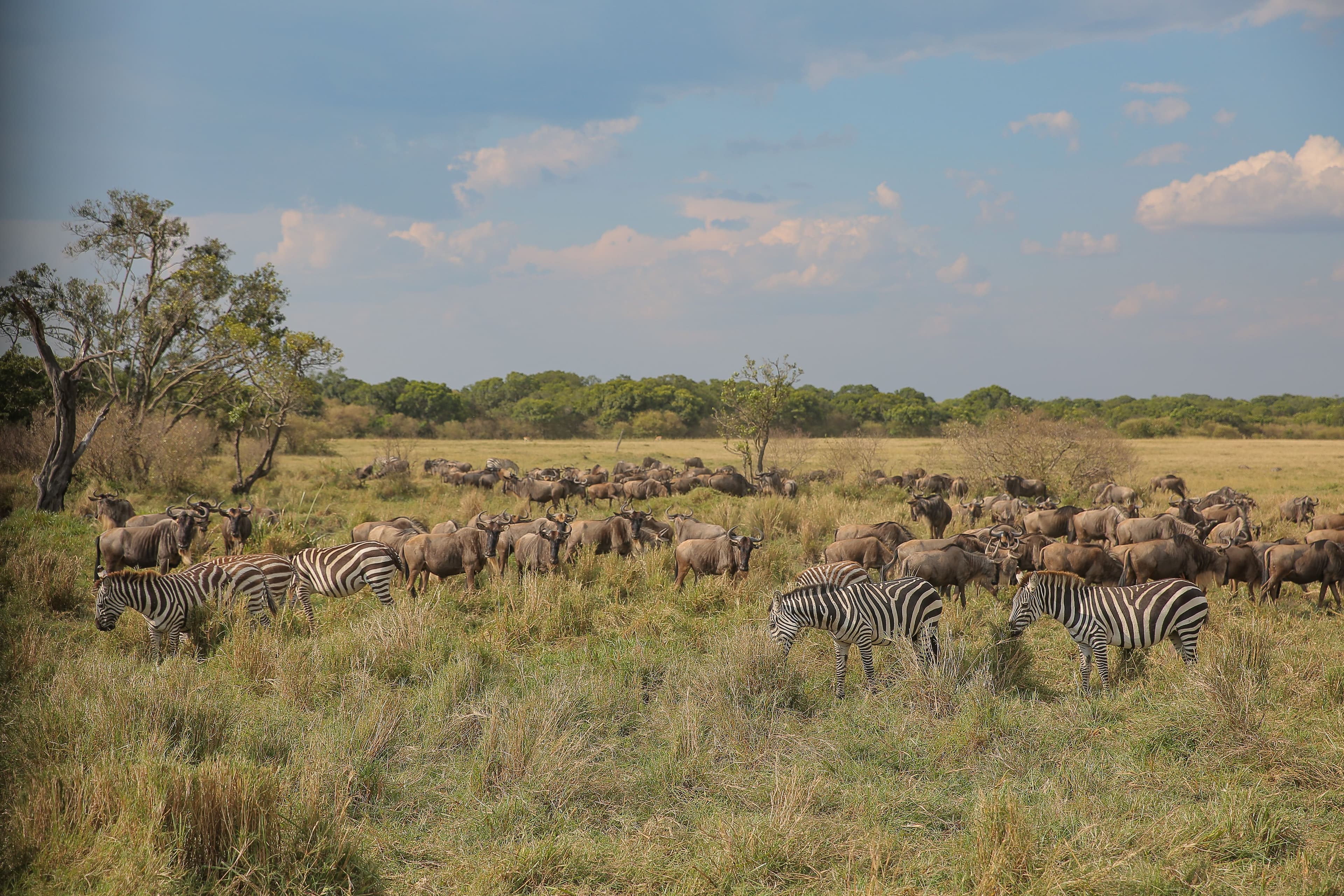 KENIA, TANZANIA Y PLAYA